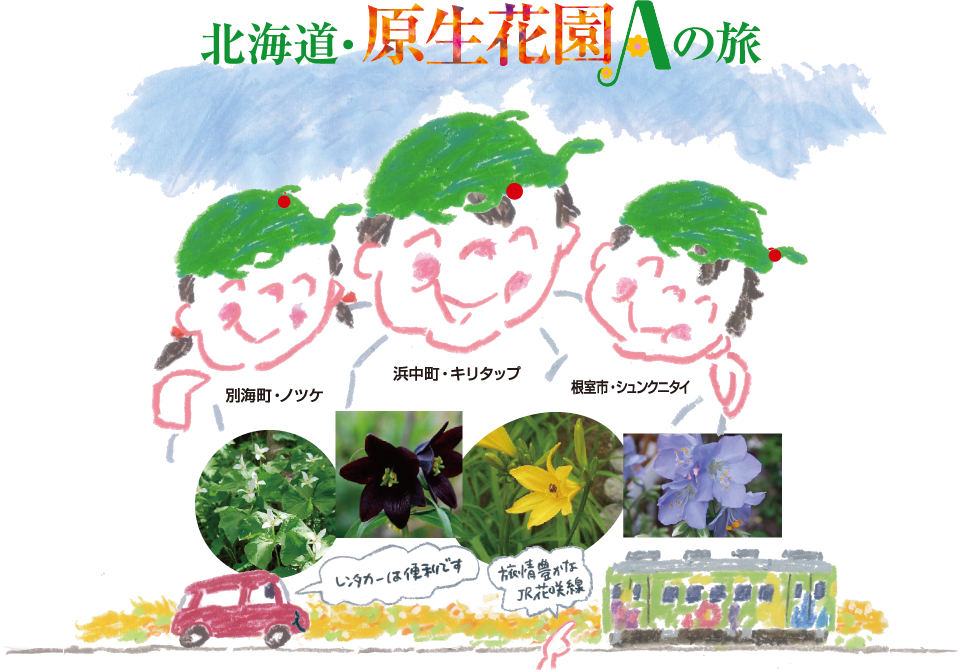 東北海道　美しい自然のおもてなし　原生花園の旅